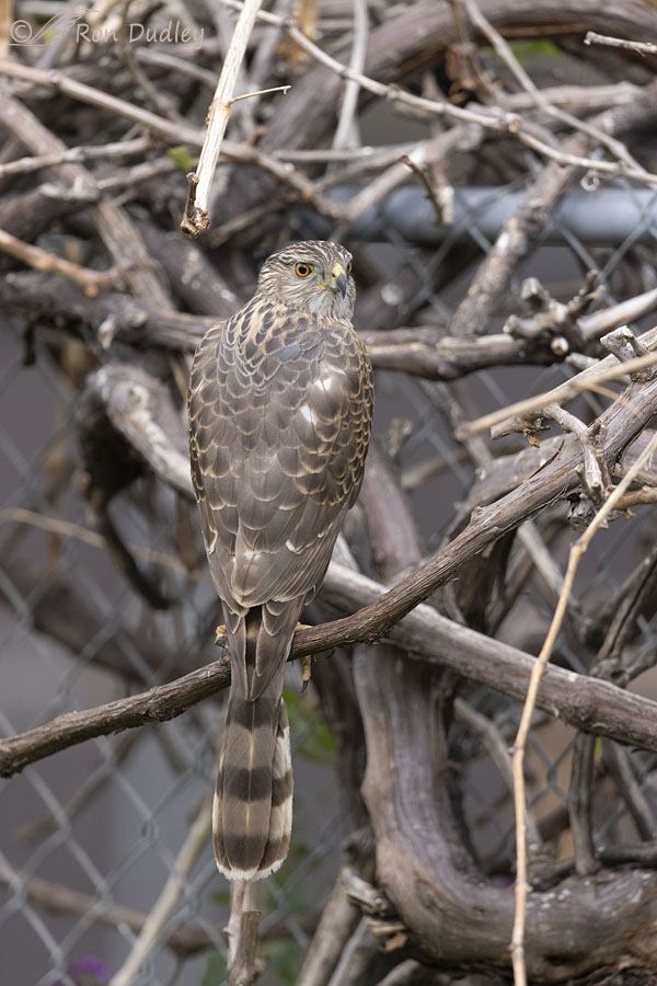 coopers-hawk-4187-ron-dudley