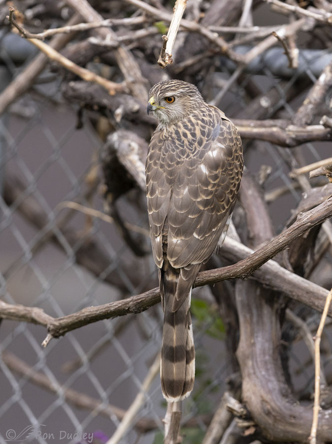 coopers-hawk-4257-ron-dudley