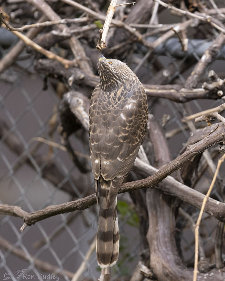 coopers-hawk-4260-ron-dudley
