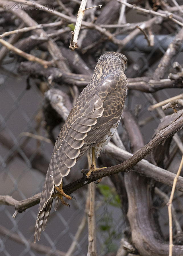 coopers-hawk-4351-ron-dudley