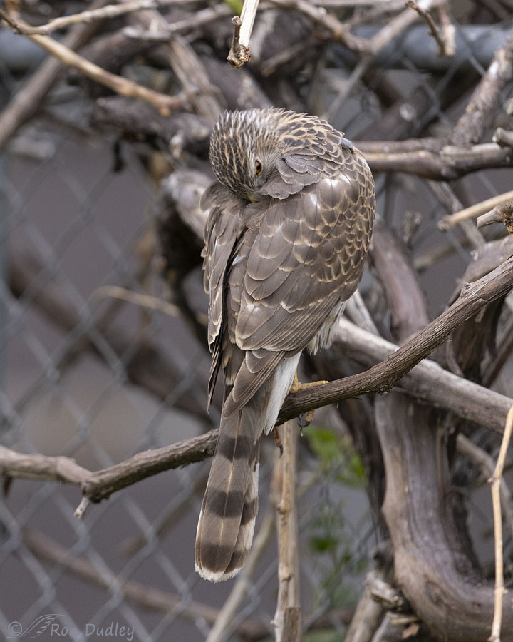 coopers-hawk-4412-ron-dudley