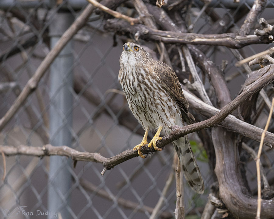 coopers-hawk-4516-ron-dudley