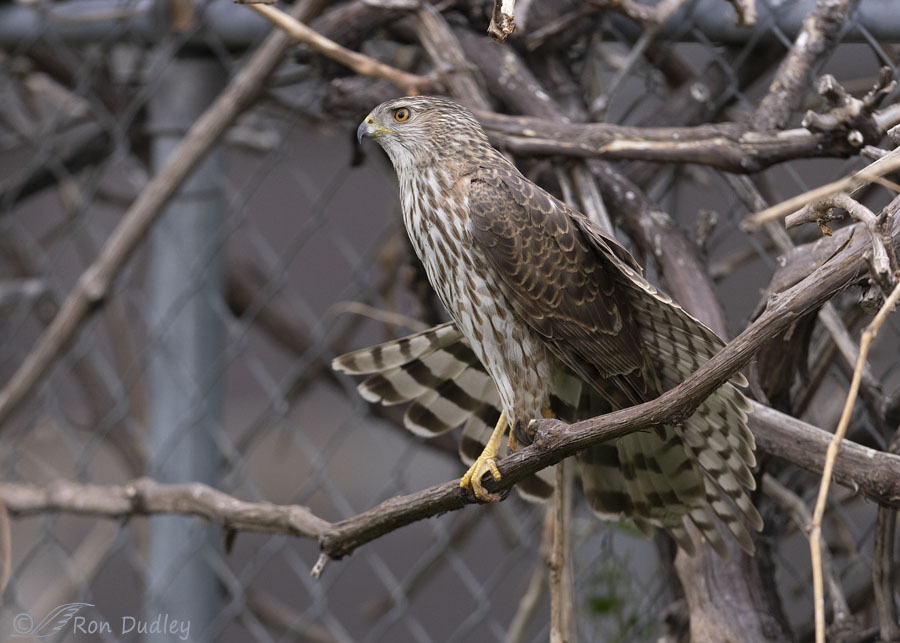 coopers-hawk-4538-ron-dudley