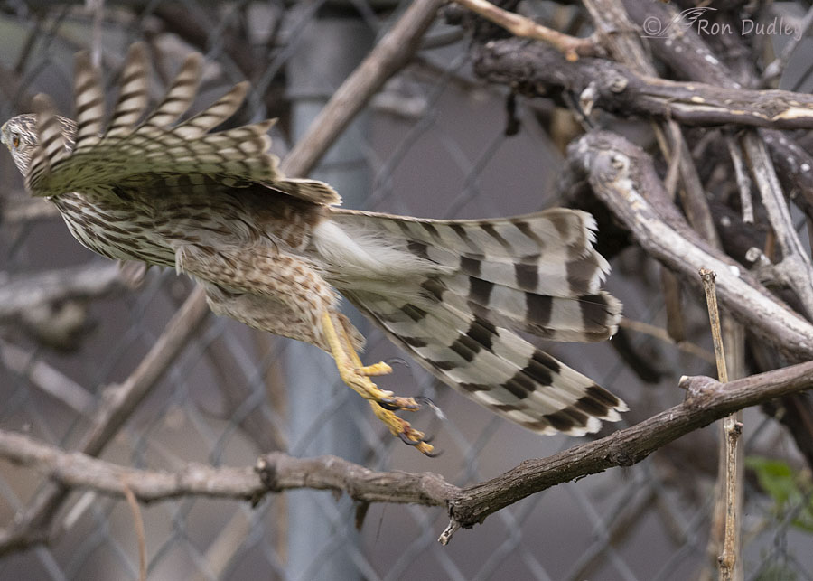 coopers-hawk-4618-ron-dudley