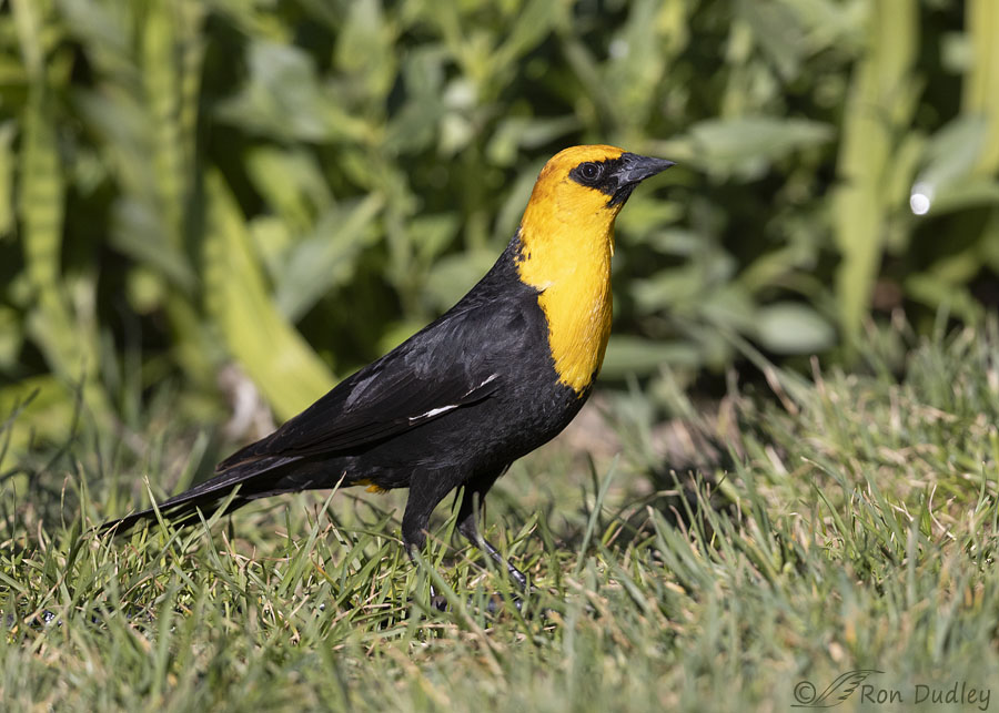 yellow-headed-blackbird-3916-ron-dudley