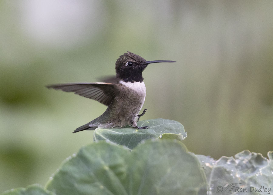 black-chinned-hummingbird-8328-ron-dudley