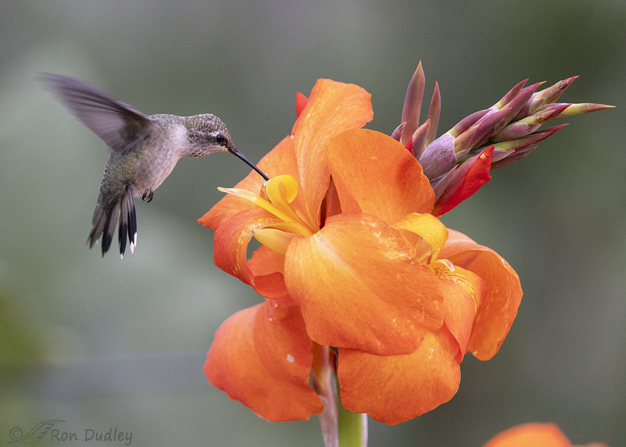 black-chinned-hummingbird-8686-ron-dudley