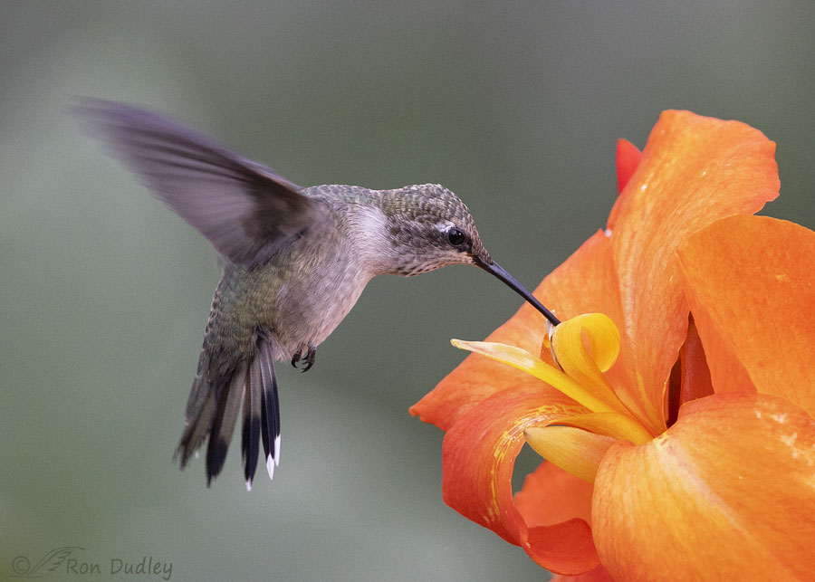black-chinned-hummingbird-8686b-ron-dudley