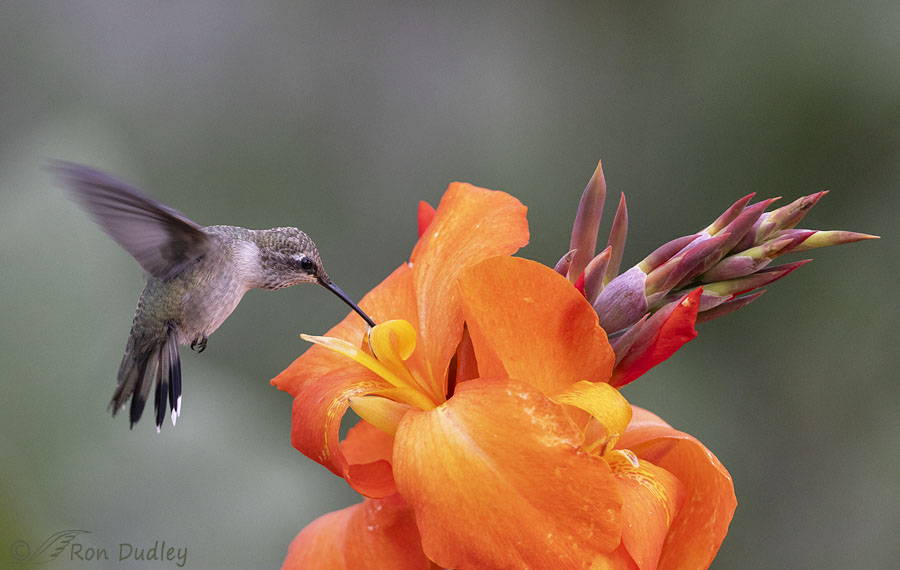 black-chinned-hummingbird-8686c-ron-dudley