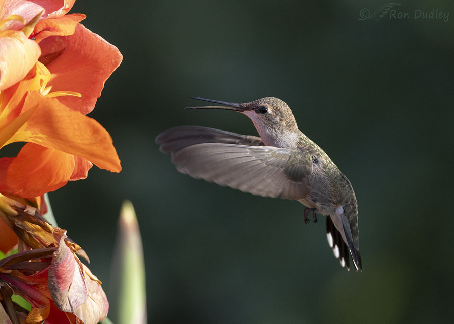 black-chinned-hummingbird-8734-ron-dudley