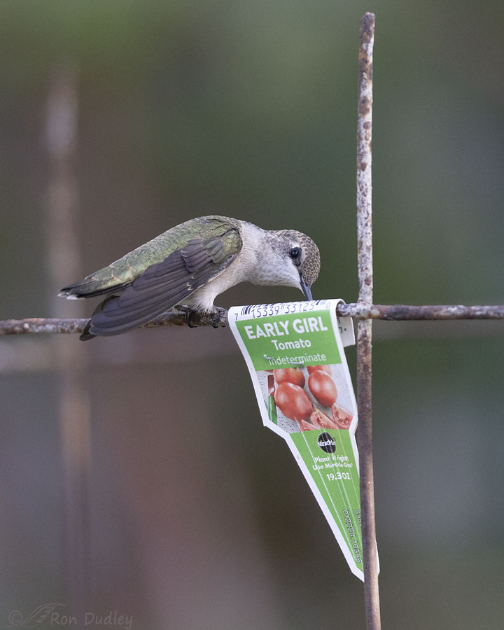 black-chinned-hummingbird-8788-ron-dudley