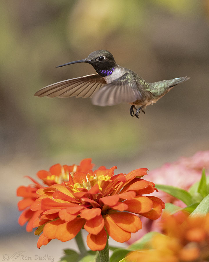 black-chinned-hummingbird-8994-ron-dudley