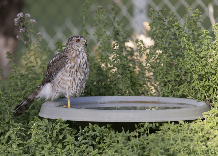 coopers-hawk-7221-ron-dudley