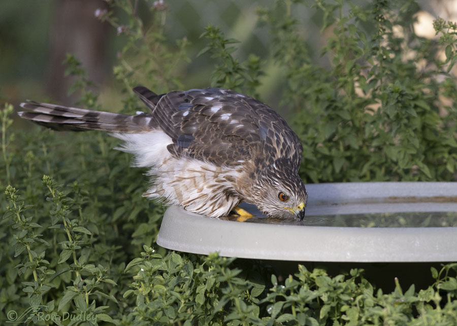 coopers-hawk-7224-ron-dudle
