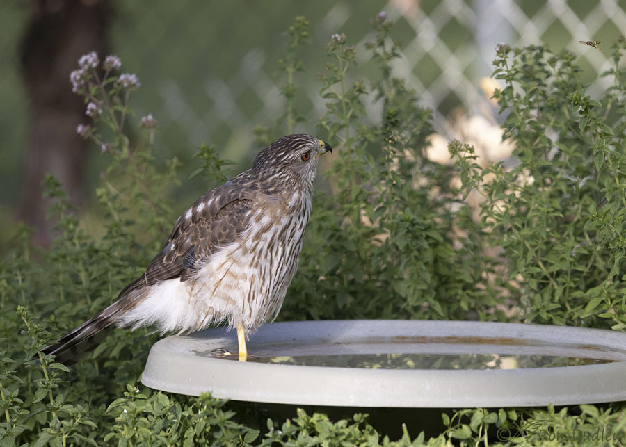 coopers-hawk-7237-ron-dudley