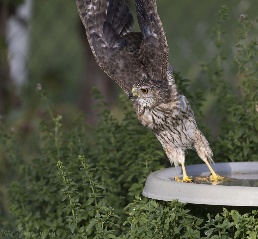 coopers-hawk-7253-ron-dudley