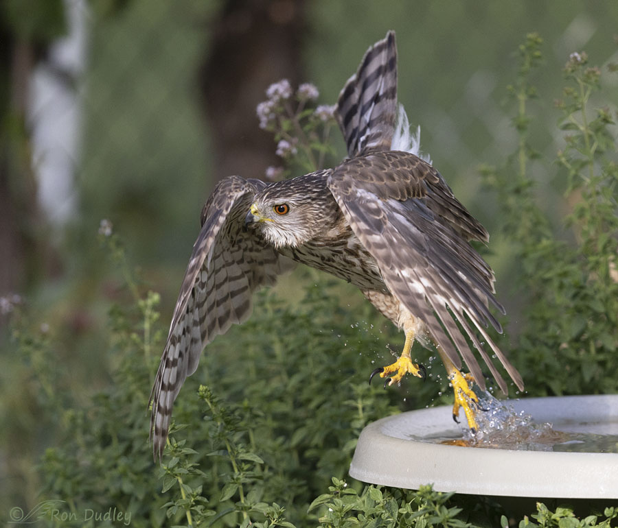 coopers-hawk-7254-ron-dudley