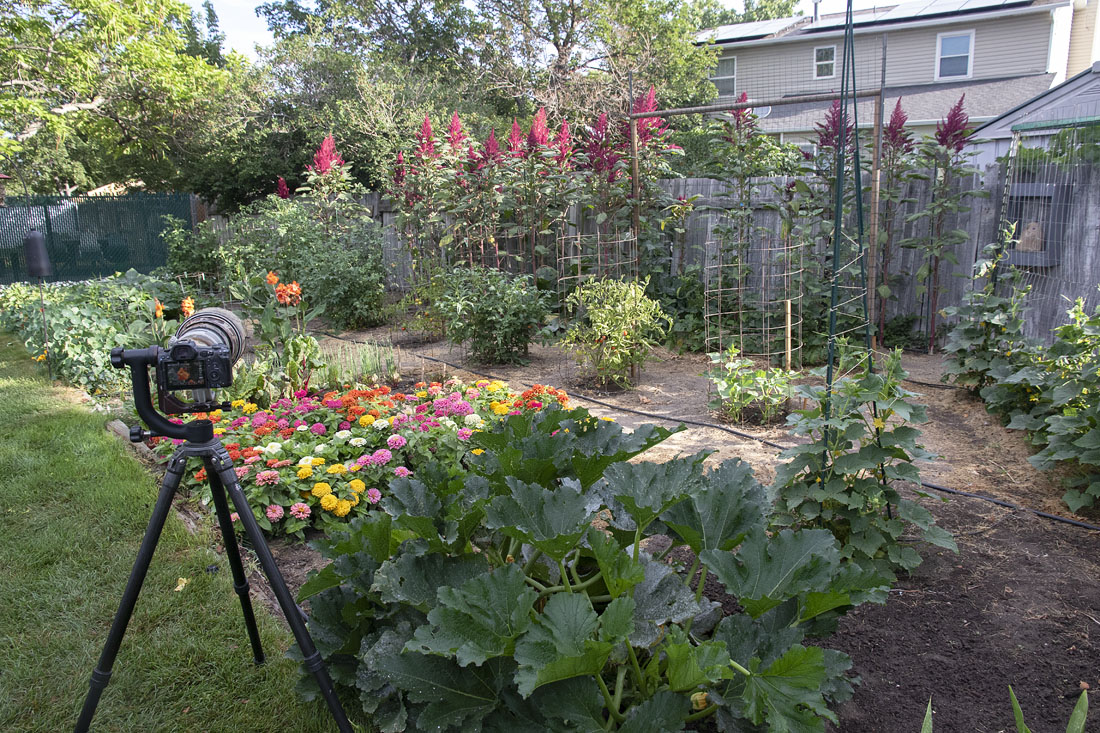 garden-2746-7-17-26 ron dudley
