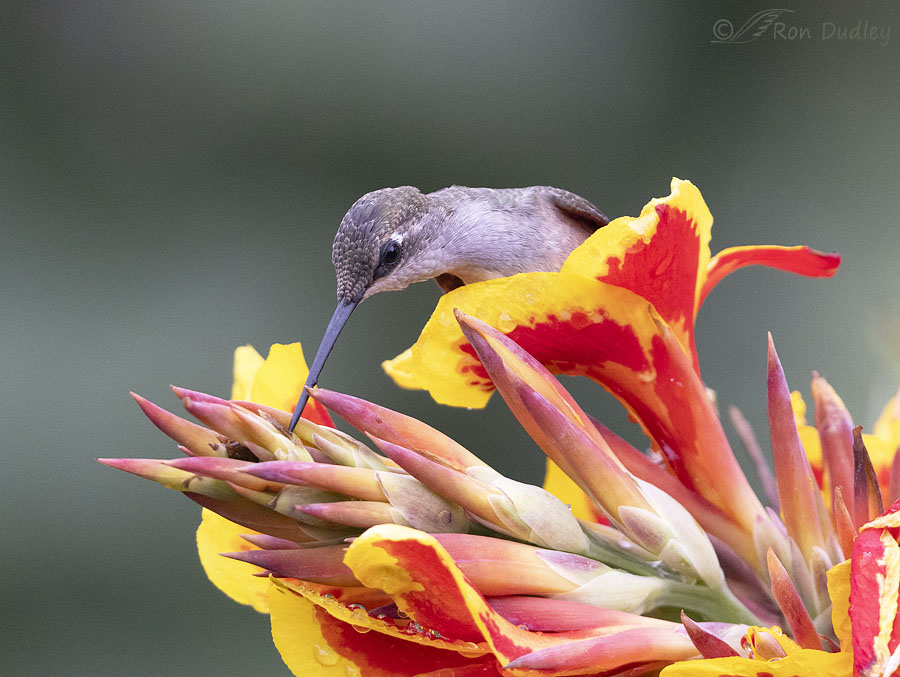 black-chinned-hummingbird-3587-ron-dudley
