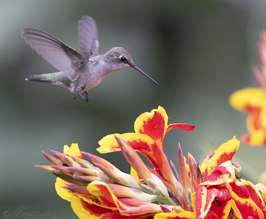 black-chinned-hummingbird-3637-ron-dudley