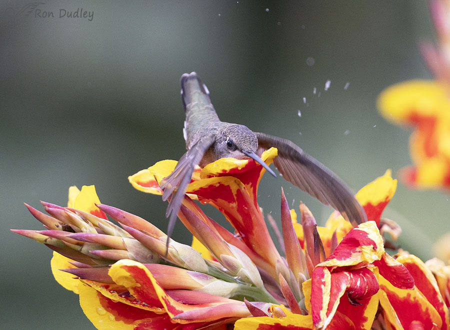 black-chinned-hummingbird-3657-ron-dudley