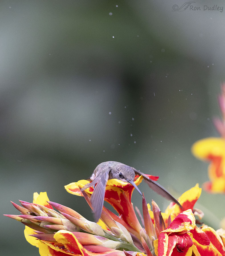 black-chinned-hummingbird-3658-ron-dudley