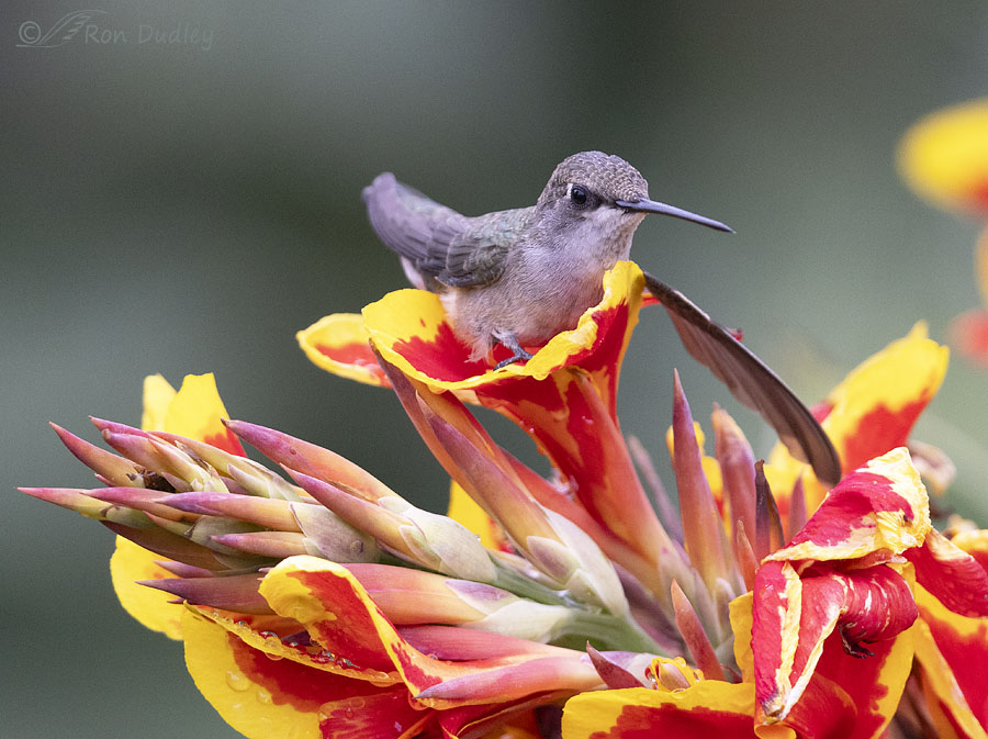 black-chinned-hummingbird-3662-ron-dudley