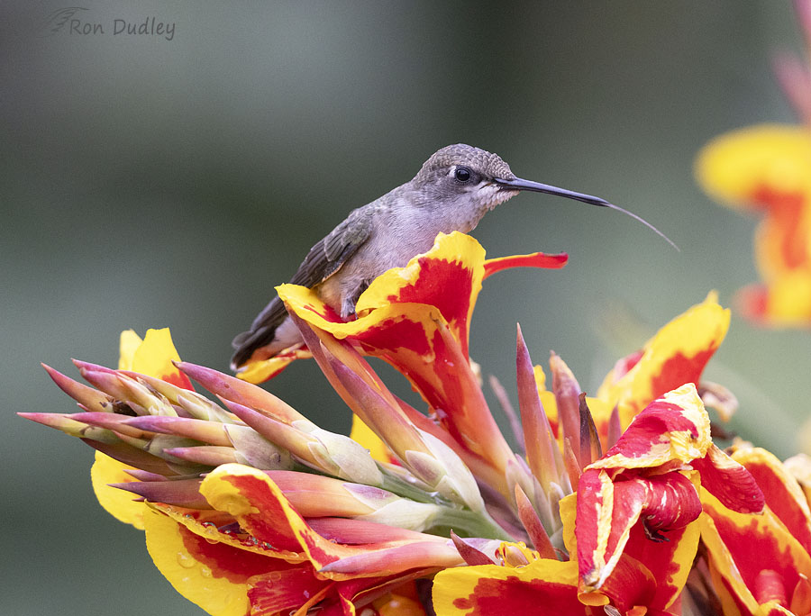 black-chinned-hummingbird-3695-ron-dudley