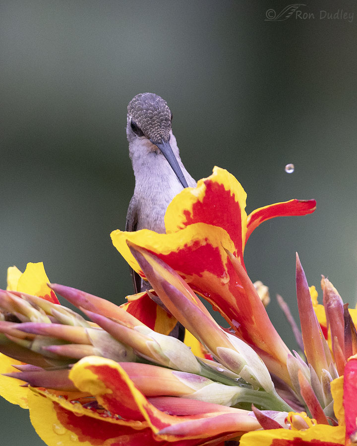 black-chinned-hummingbird-3891-ron-dudley