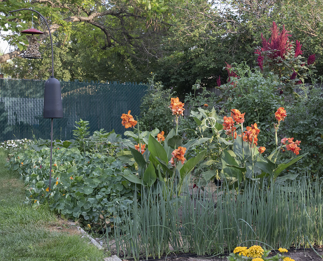 canna-lilies-2806-ron-dudley