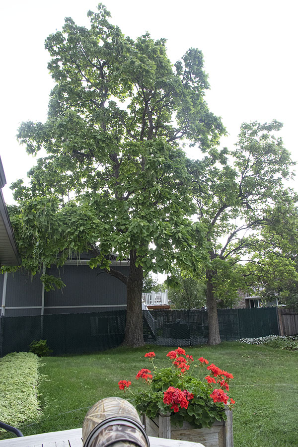 catalpa-tree-2820-ron-dudley