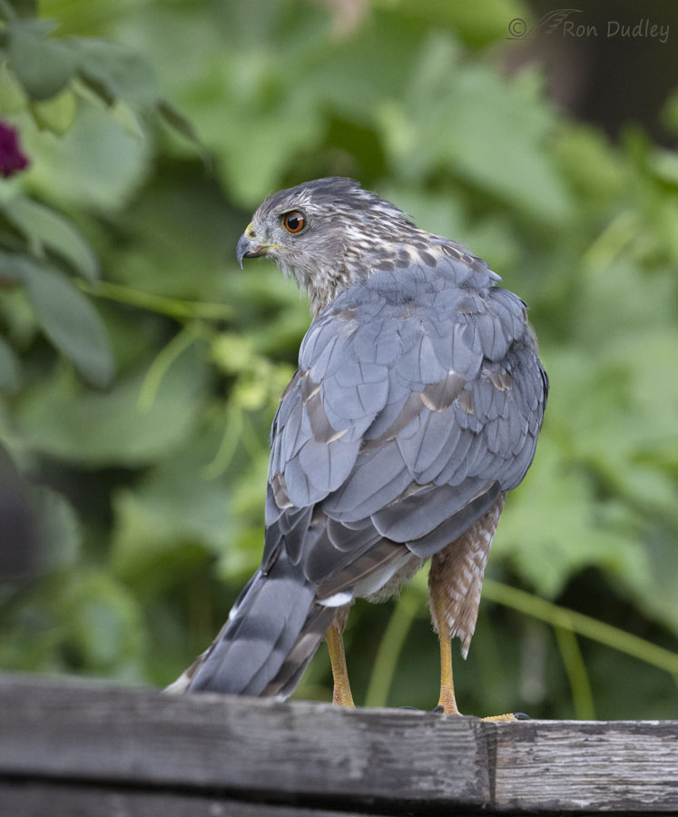 coopers-hawk-3116-ron-dudley