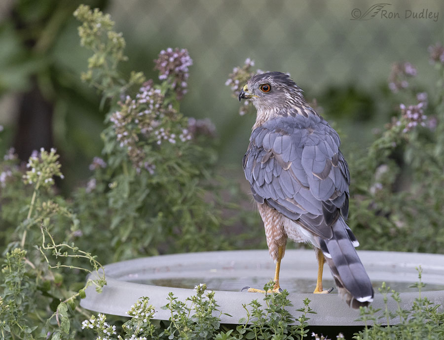 coopers-hawk-3129-ron-dudley