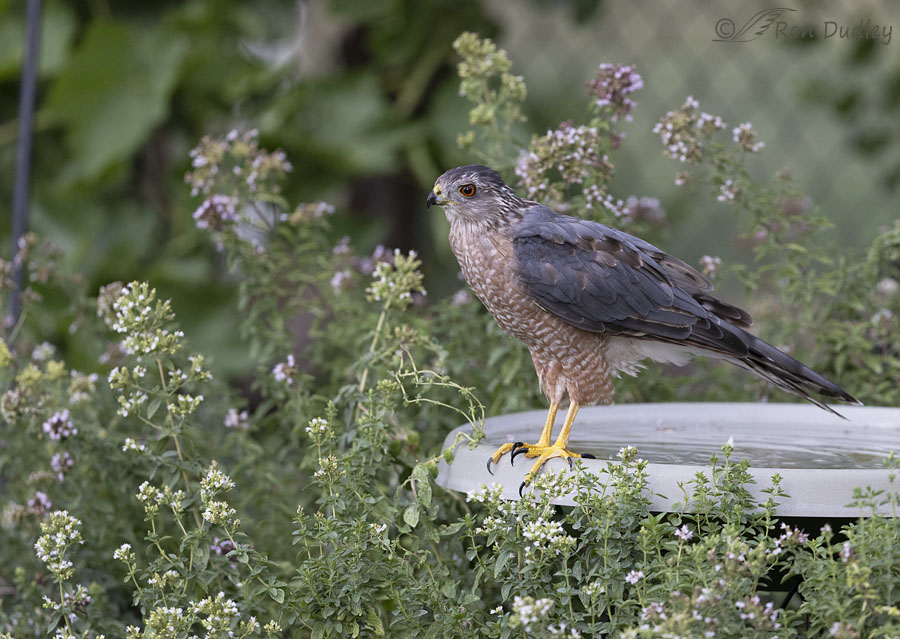 coopers-hawk-3154-ron-dudley
