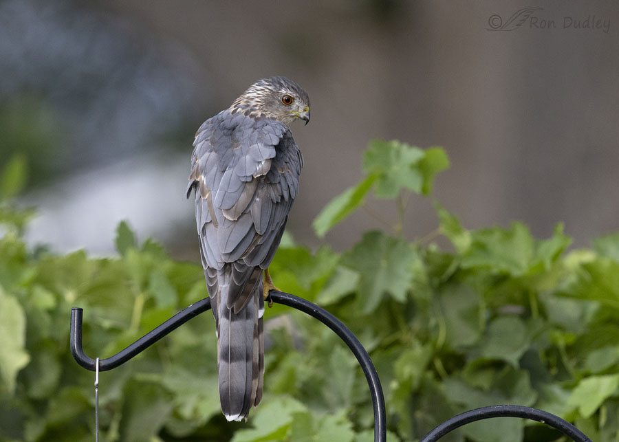 coopers-hawk-3174-ron-dudley