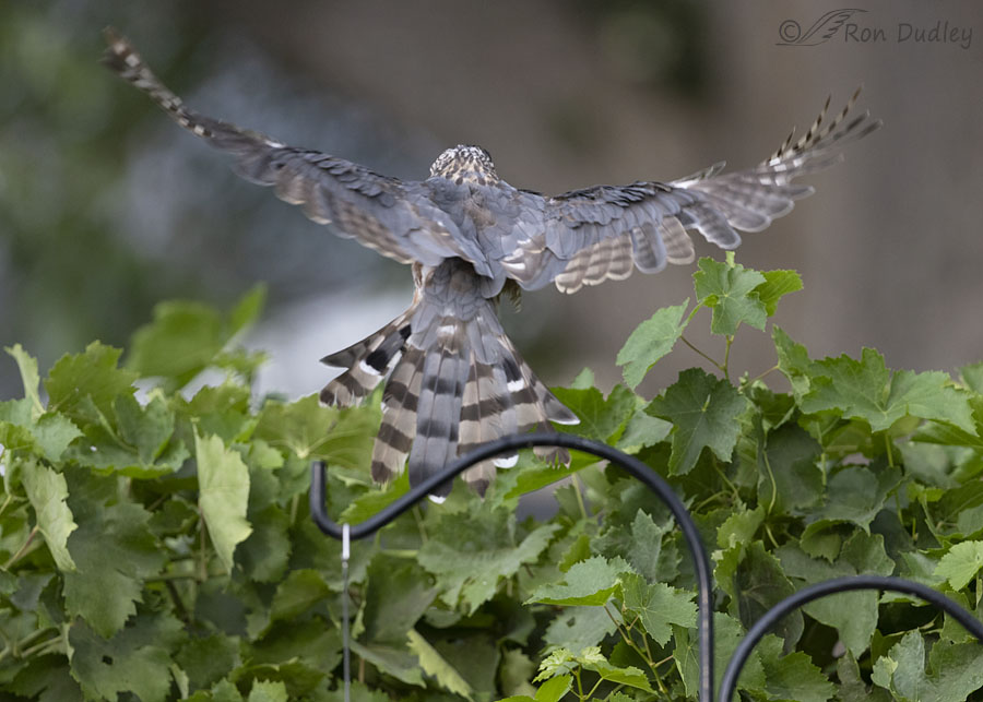 coopers-hawk-3207-ron-dudley