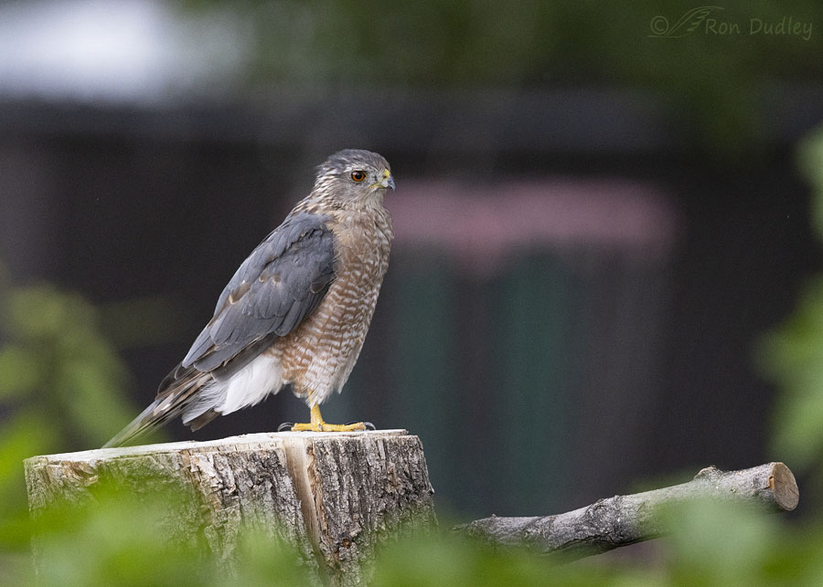 coopers-hawk-3235-ron-dudley