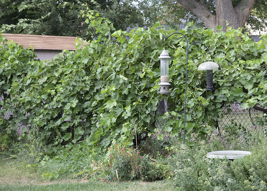 grape-vine-2815-ron-dudley