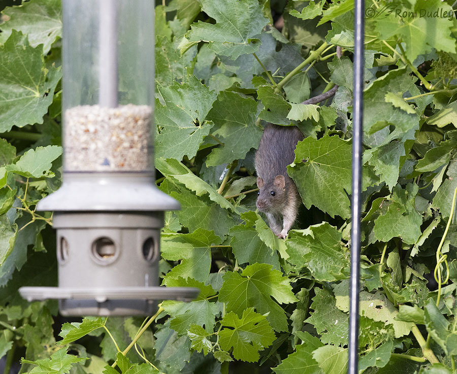 rat-3032-ron-dudley