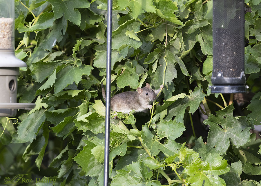 rat-3052-ron-dudley