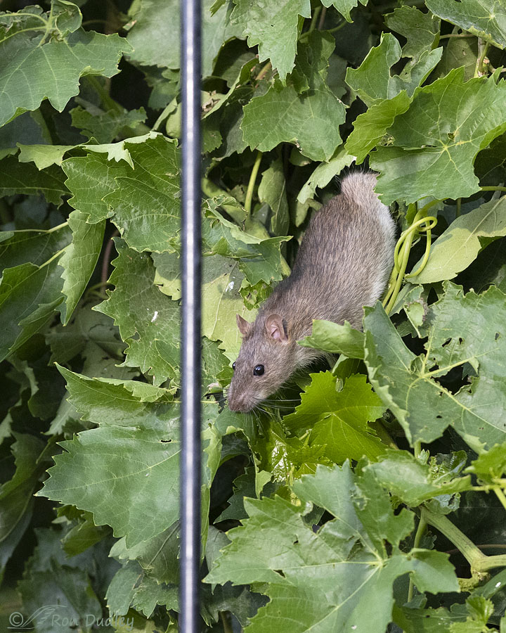 rat-3066-ron-dudley