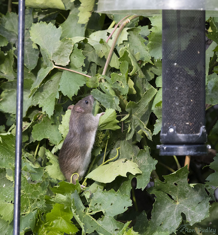 rat-3071-ron-dudley