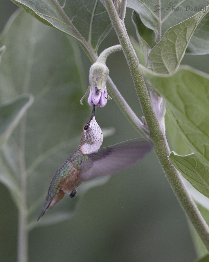 rufous-hummingbird-1037-ron-dudley
