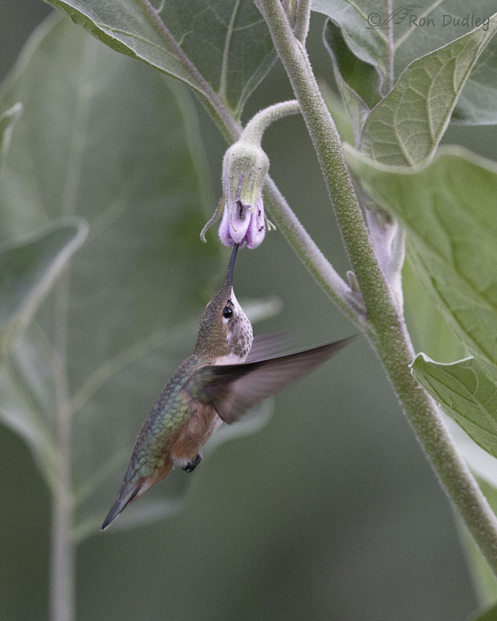 rufous-hummingbird-1043-ron-dudley