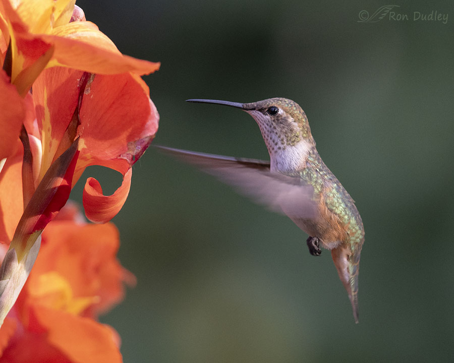 rufous-hummingbird-1365-ron-dudley