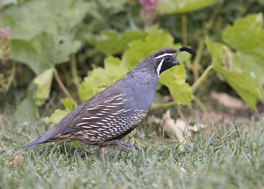 california-quail-9142-ron-dudley