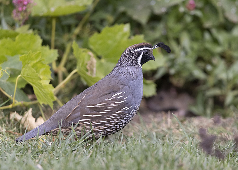 california-quail-9152-ron-dudley